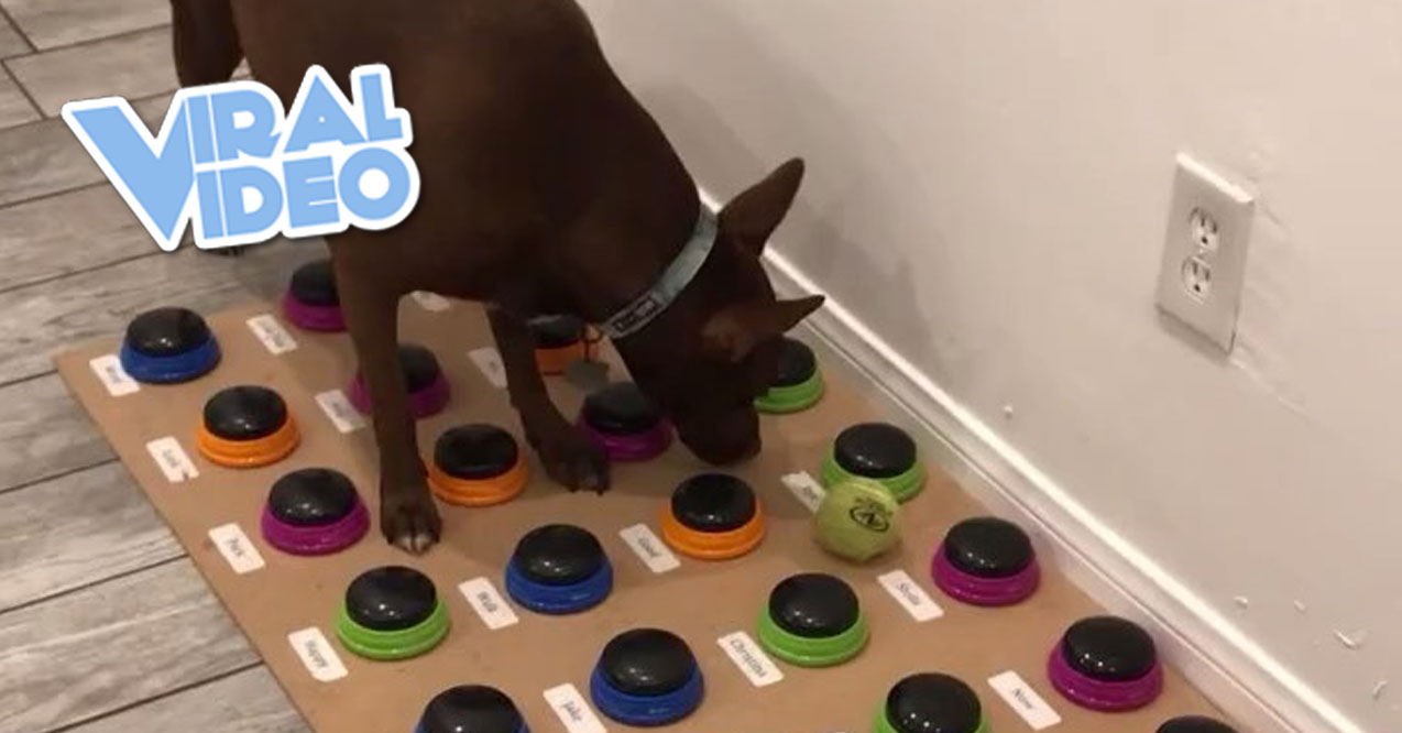Viral Video: Woman Created a Soundboard to Communicate with Her Dog