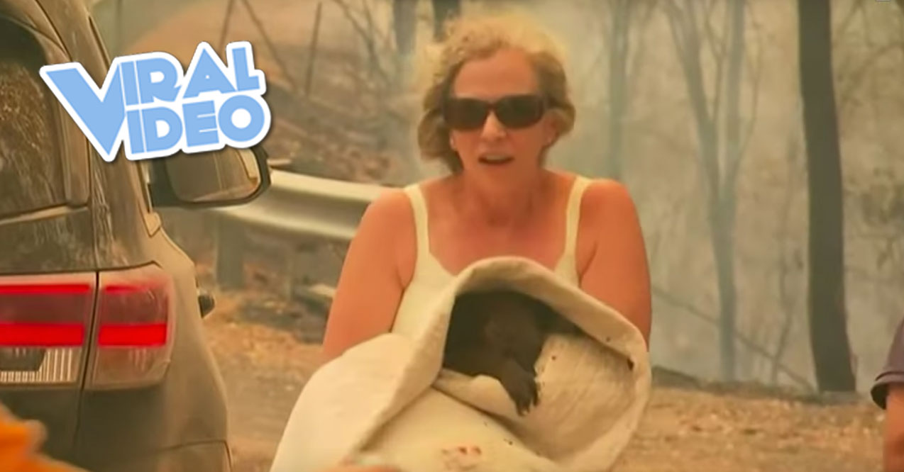 Viral Video: Woman Rescues Burnt Koala