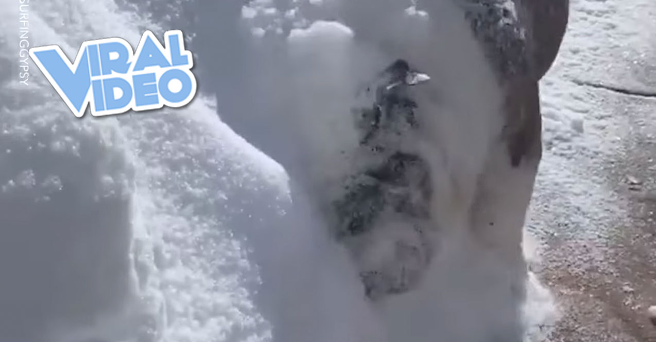 Viral Video: Funny Bulldog Plows Through Snow With Her Face