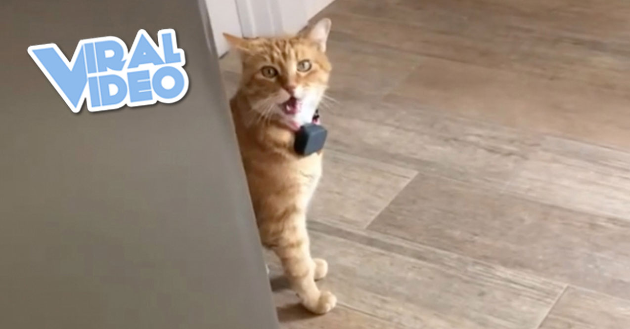 Viral Video: Cat Says “Well, Hi.”