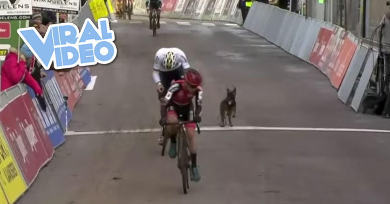 Viral Video: ‘In 3rd Place, Somebody’s Dog’