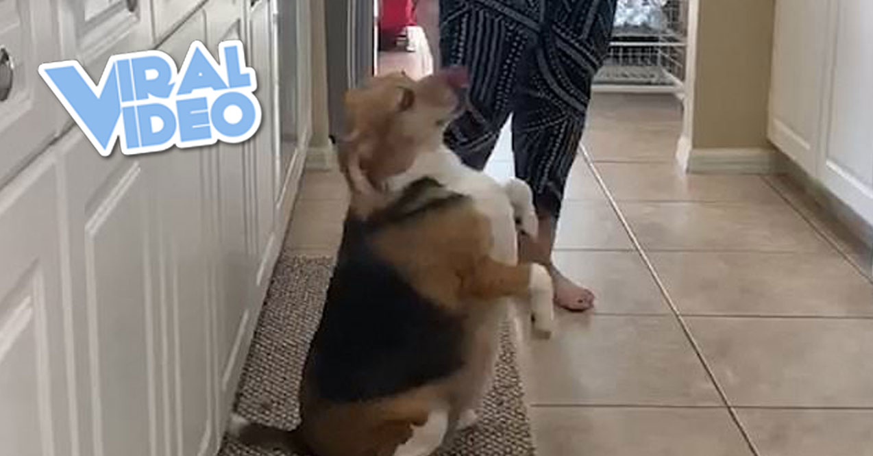 Viral Video: A Dog That Loves Dancing to Reggaeton