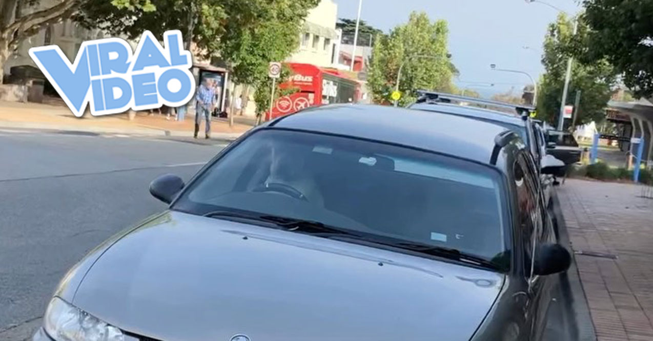 Viral Video: A Dog Beeping a Car’s Horn Until His Owner Shows Up