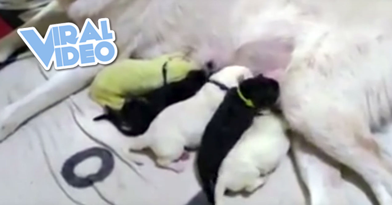 Viral Video: Dog Gives Birth To Green Puppy