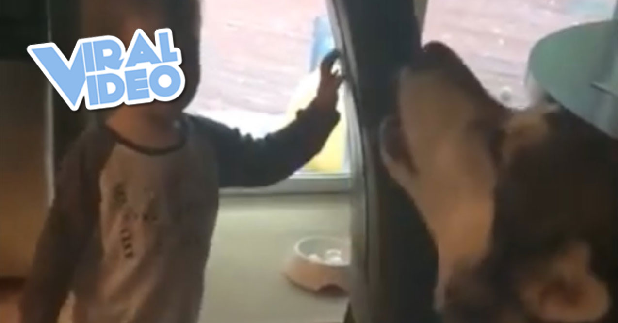 Viral Video: A Howl-Off Between a Boy and His Dog