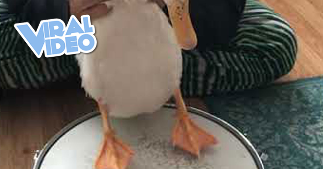 Viral Video: Drumming Duck Drops Beat