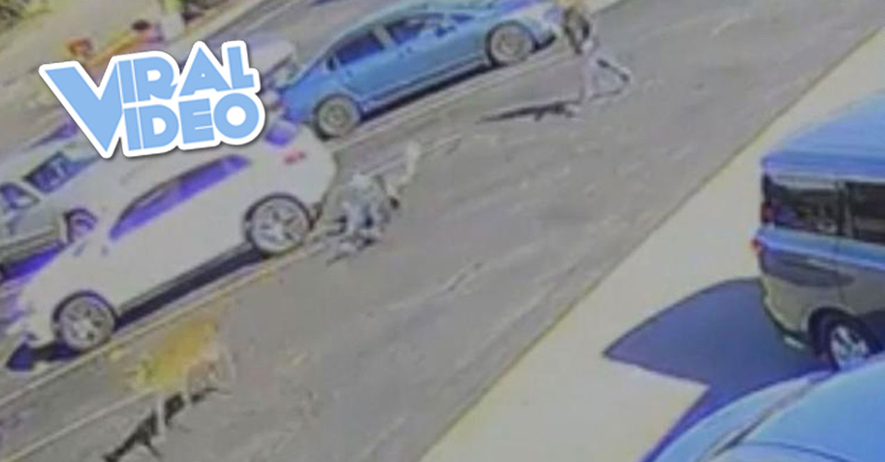 Viral Video: Man Plowed Over By Deer