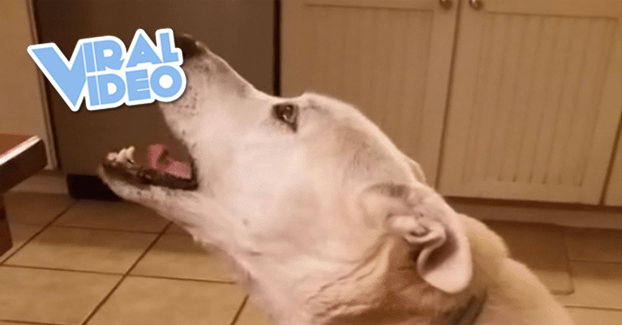 Viral Video: Talking Dog Engages In Hilarious Conversation