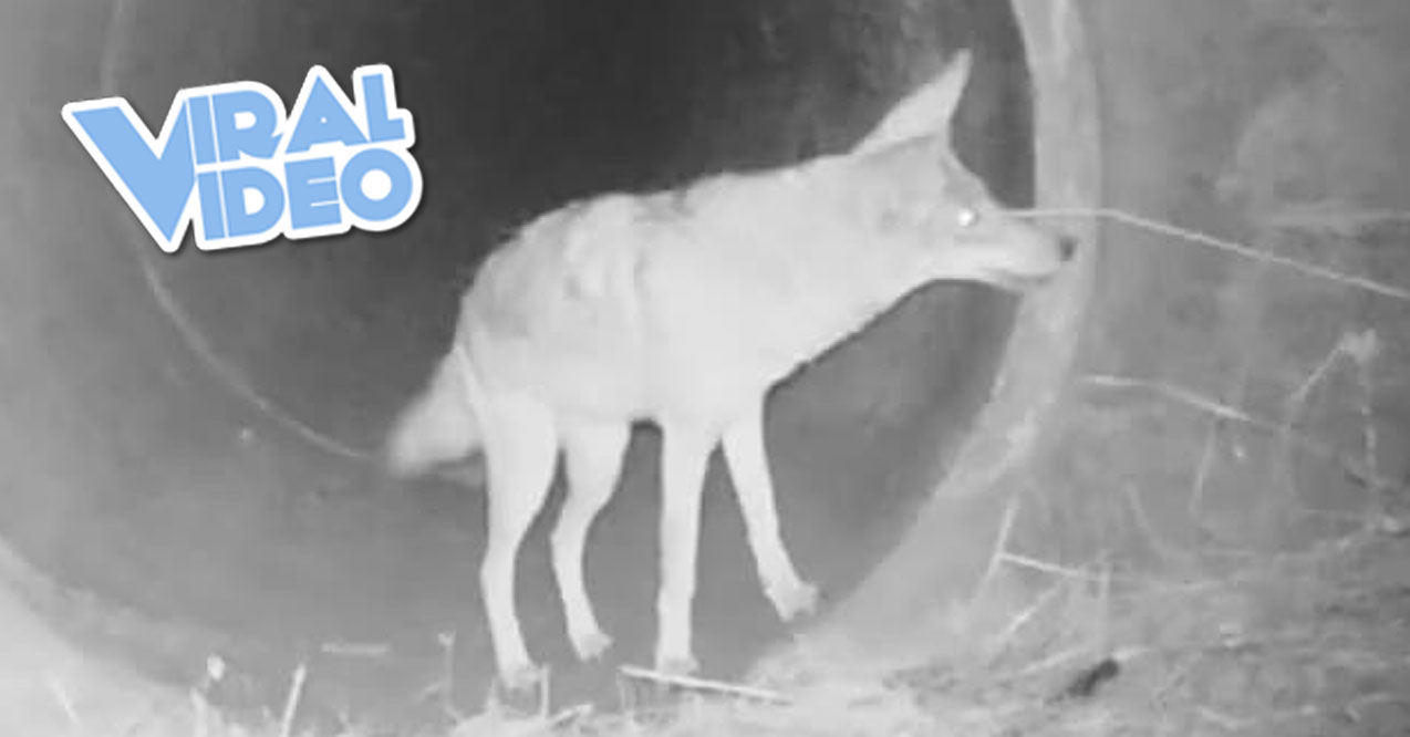 Viral Video: Coyote and Badger Caught Playing Together