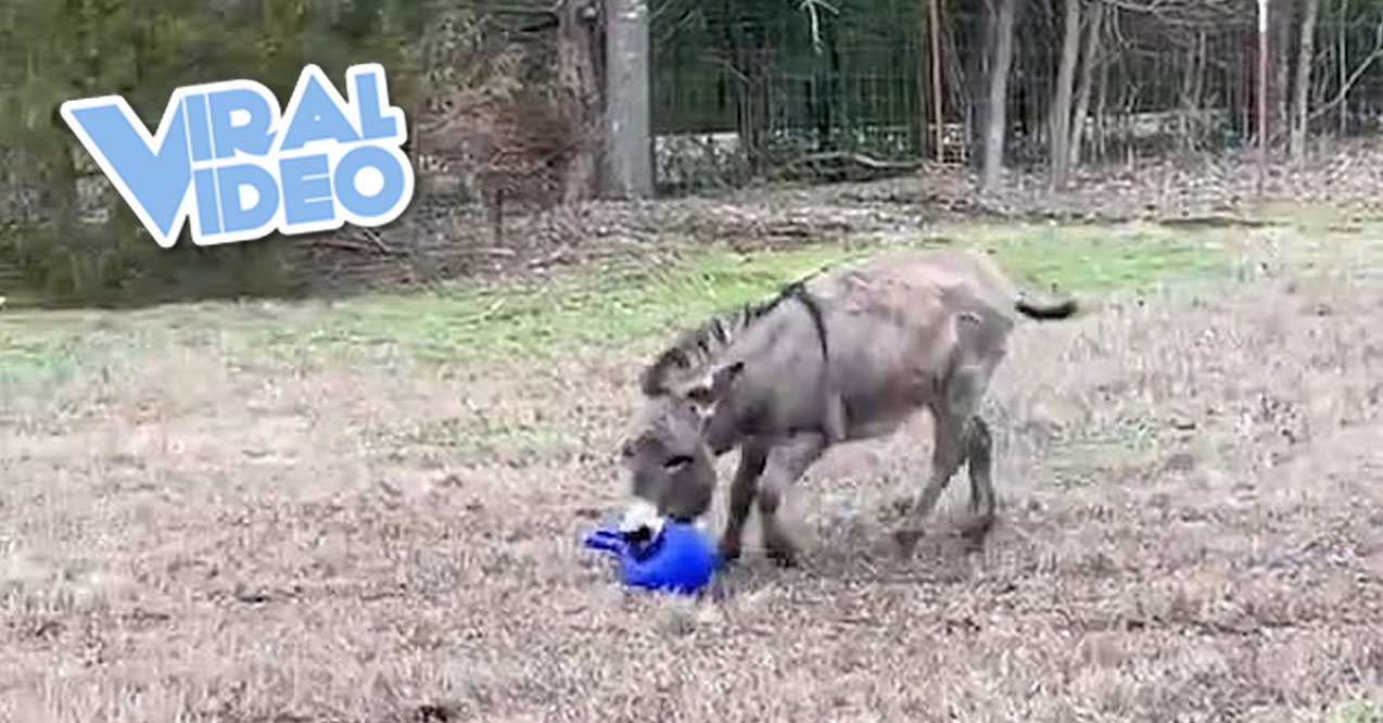 Viral Video: Donkey Delighted About New Ball