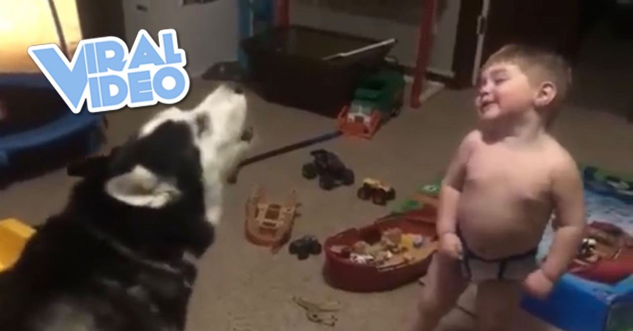 Viral Video: Baby Talks with a Husky