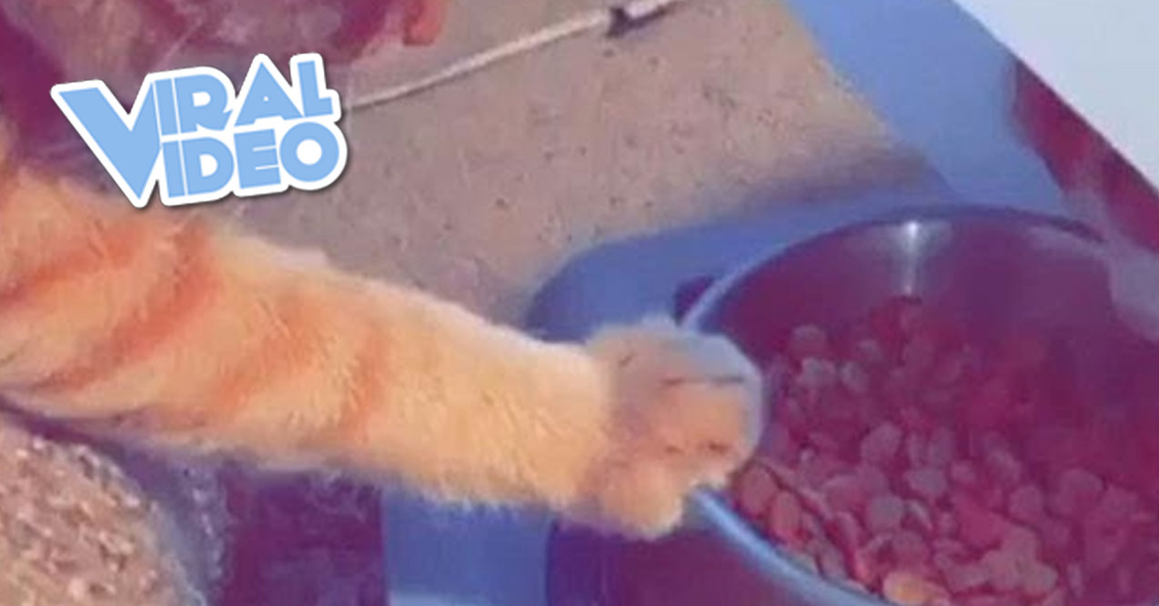Viral Video: Thoughtful Cat Holds Bowl For Friend