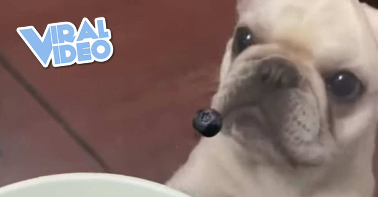 Viral Video: Pup is Perplexed by Floating Fruit
