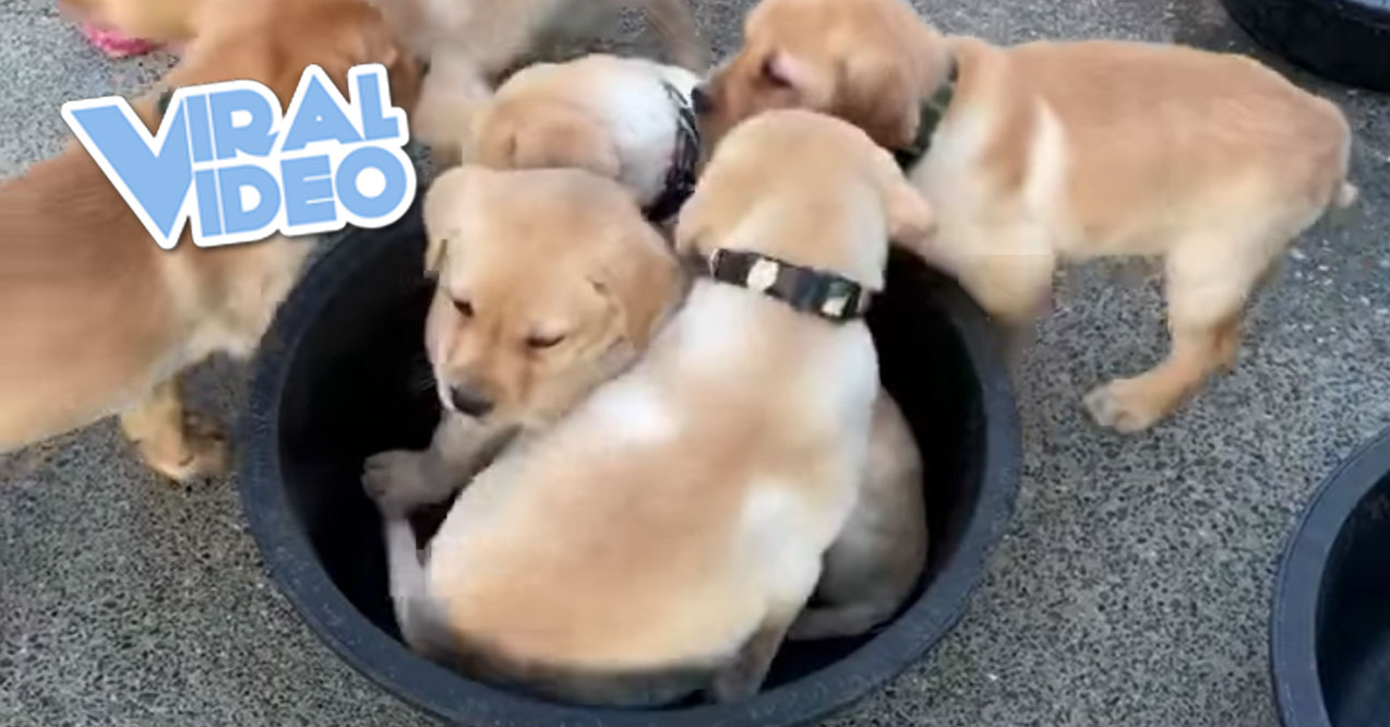 Viral Video: How Many Puppies Will Fit In This Bucket?