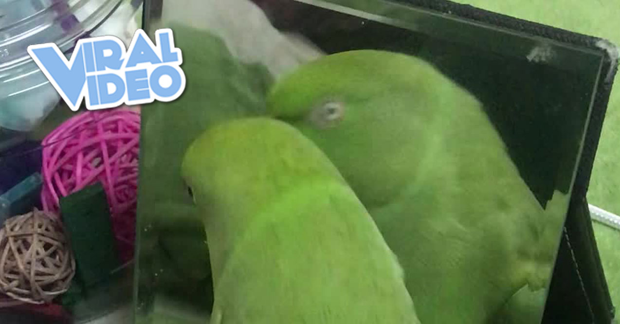 Viral Video: Parrot Pecking at Its Own Reflection