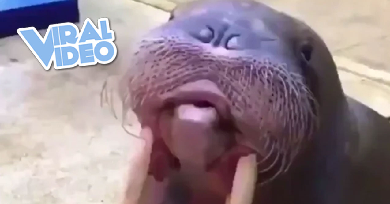 Viral Video: Walrus Whistle