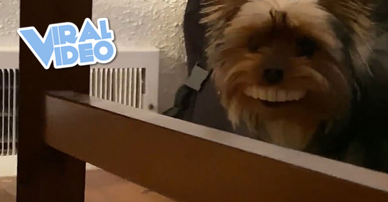 Viral Video: Toothy Thomas