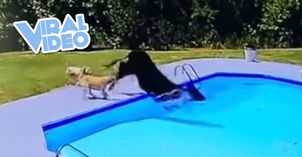 Viral Video: There Is A Cow In The Pool