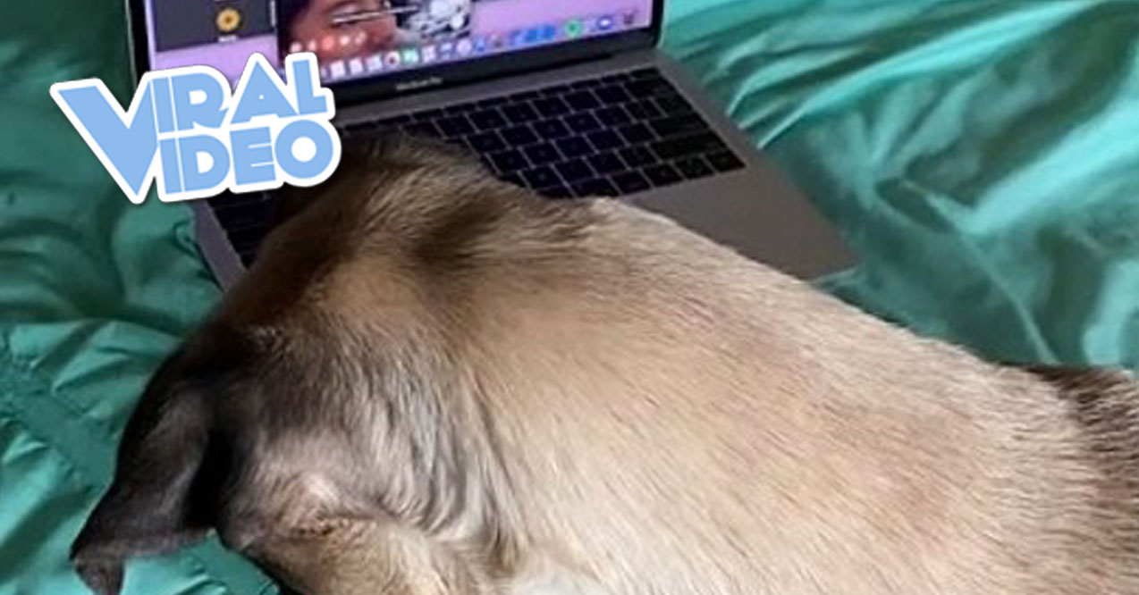 Viral Video: Pug Misses Family During Quarantine