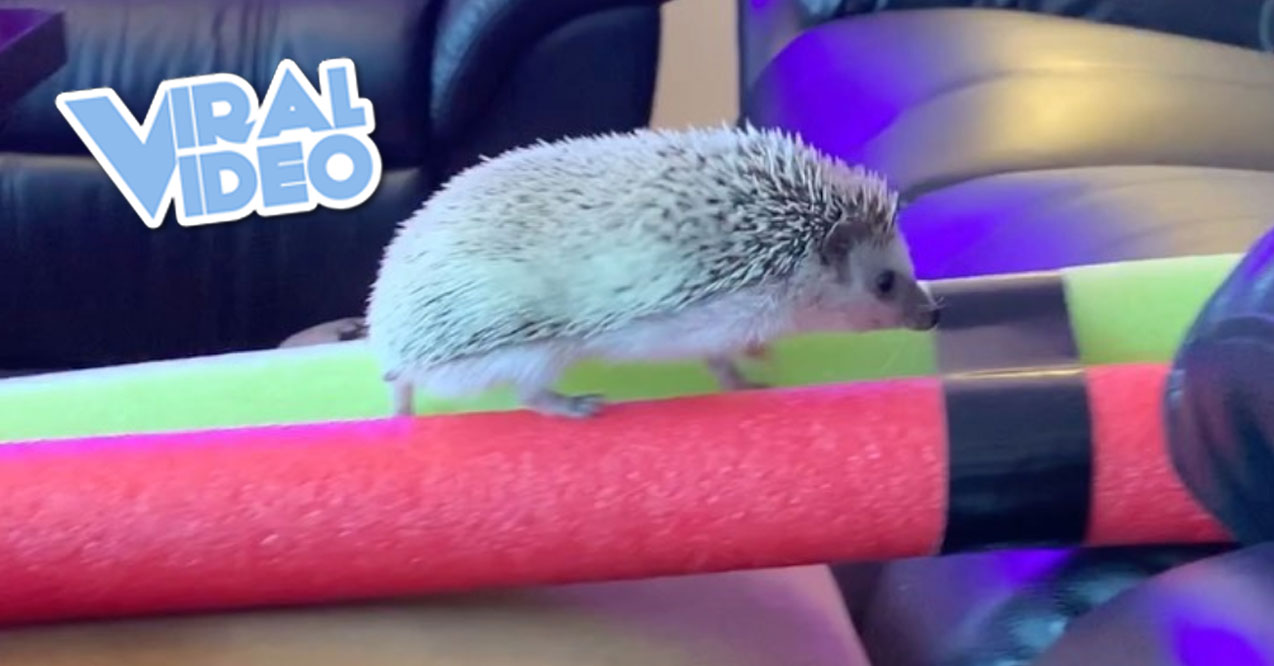 Viral Video: Play-By-Play of Hedgehog Doing an Obstacle
