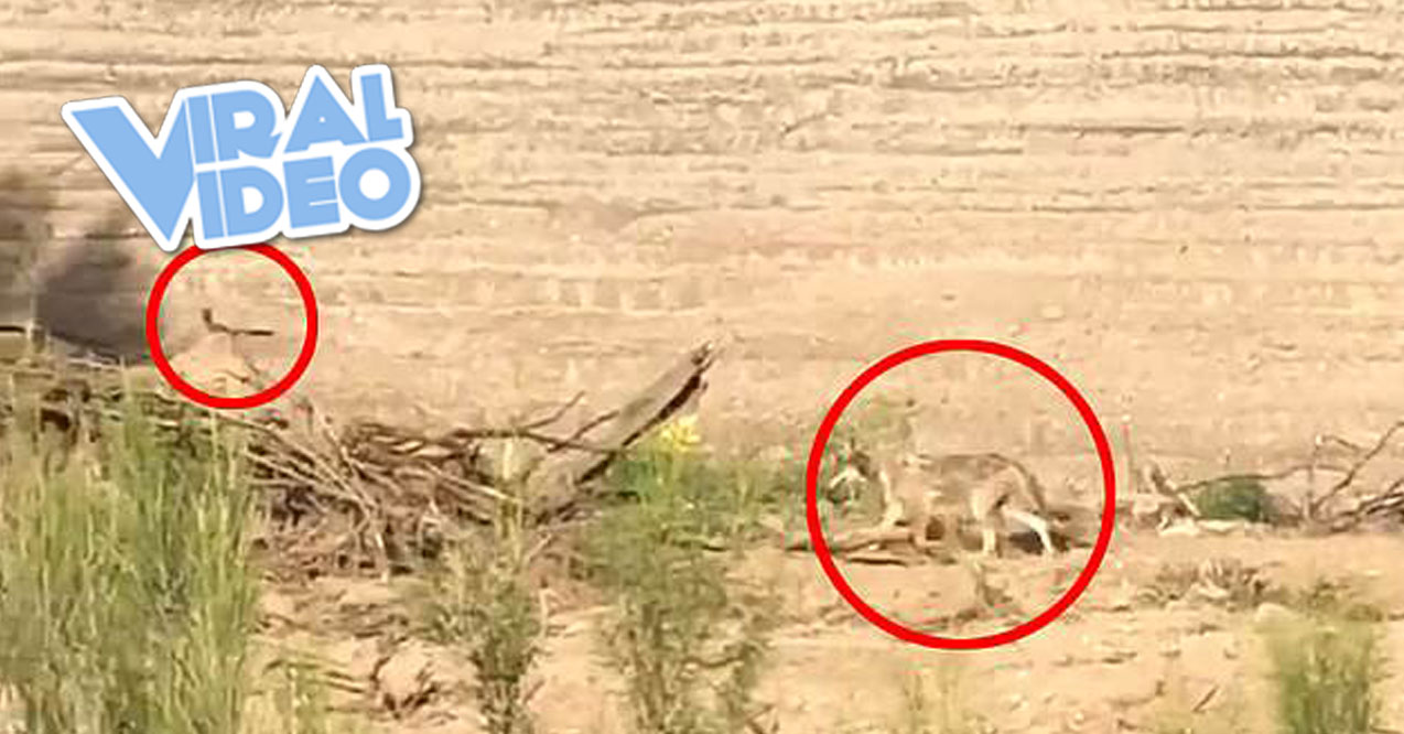Viral Video: Real-Life Cartoon as Coyote Chases Roadrunner