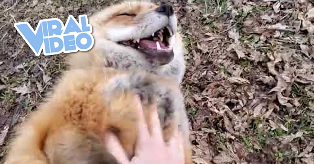 Viral Video: Three Cute & Happy Foxes