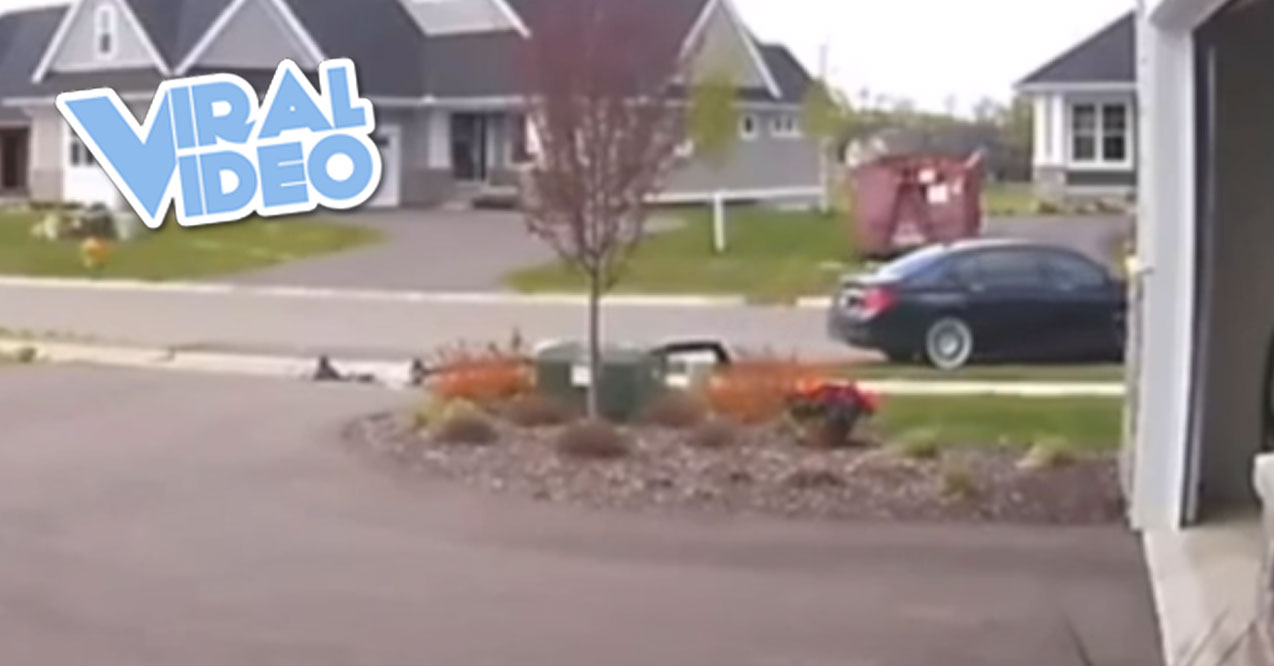 Viral Video: Neighbor Knocks Over Light Pole