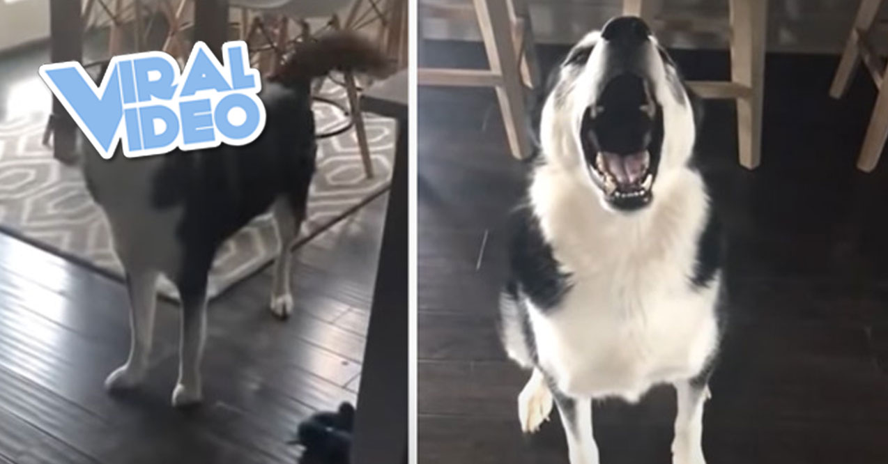 Viral Video: A Dog Acting Like a Petulant Child