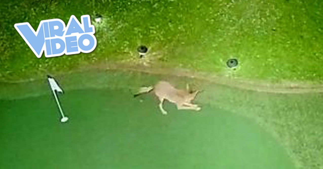 Viral Video: Coyote Playing Golf in Backyard