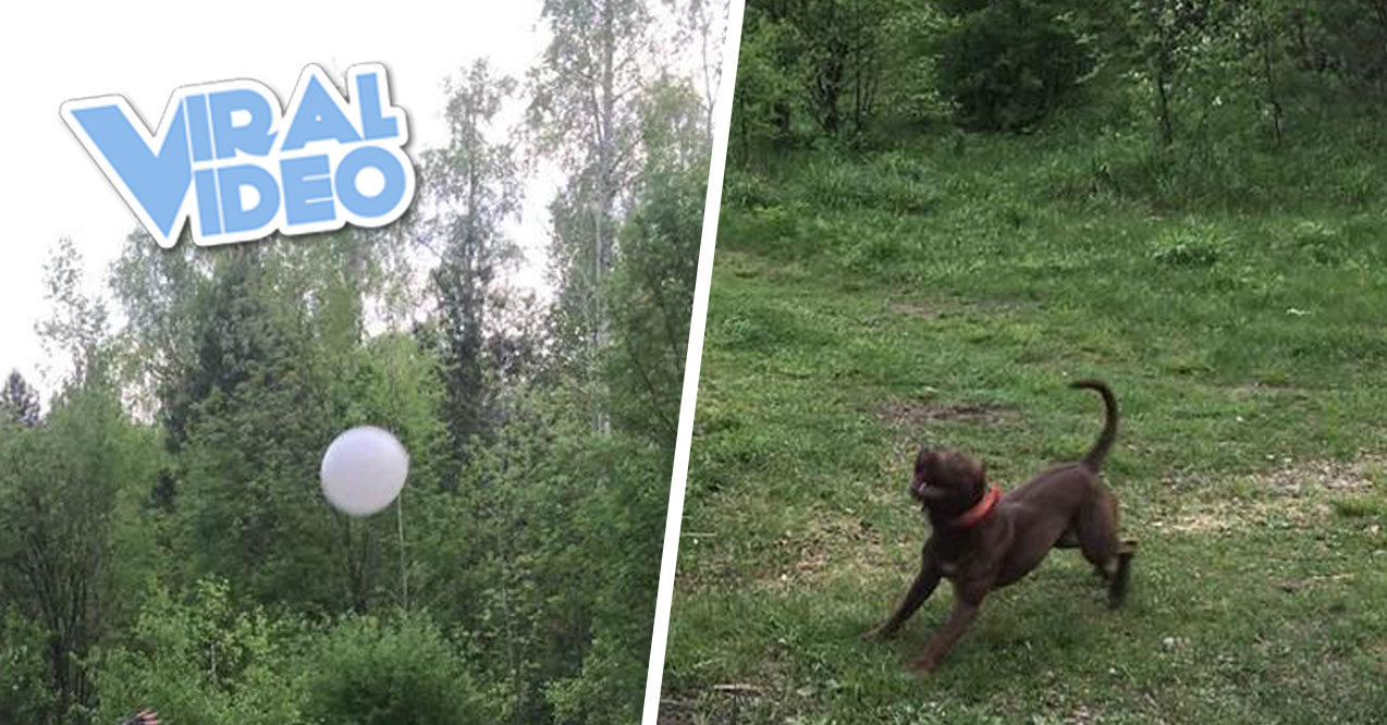 Viral Video: Dog Plays with a Balloon