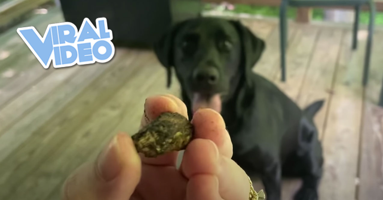 Viral Video: My Dog Will Retrieve Anything