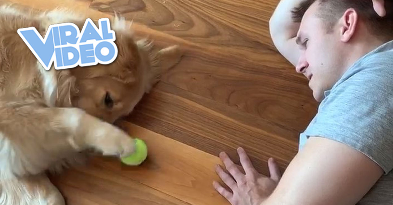 Viral Video: World’s Laziest Game Of Fetch
