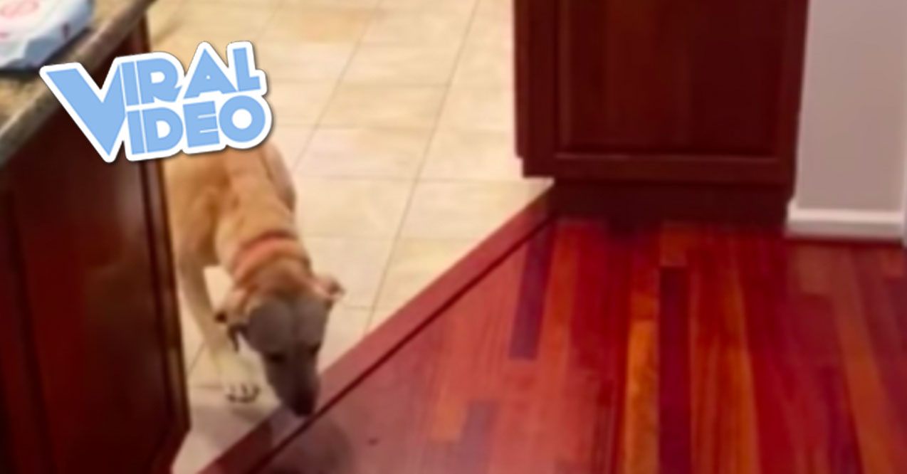 Viral Video: Dog Faces Fear of Hardwood Floors