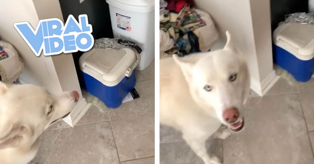 Viral Video: Grumpy Husky Argues About The Beach