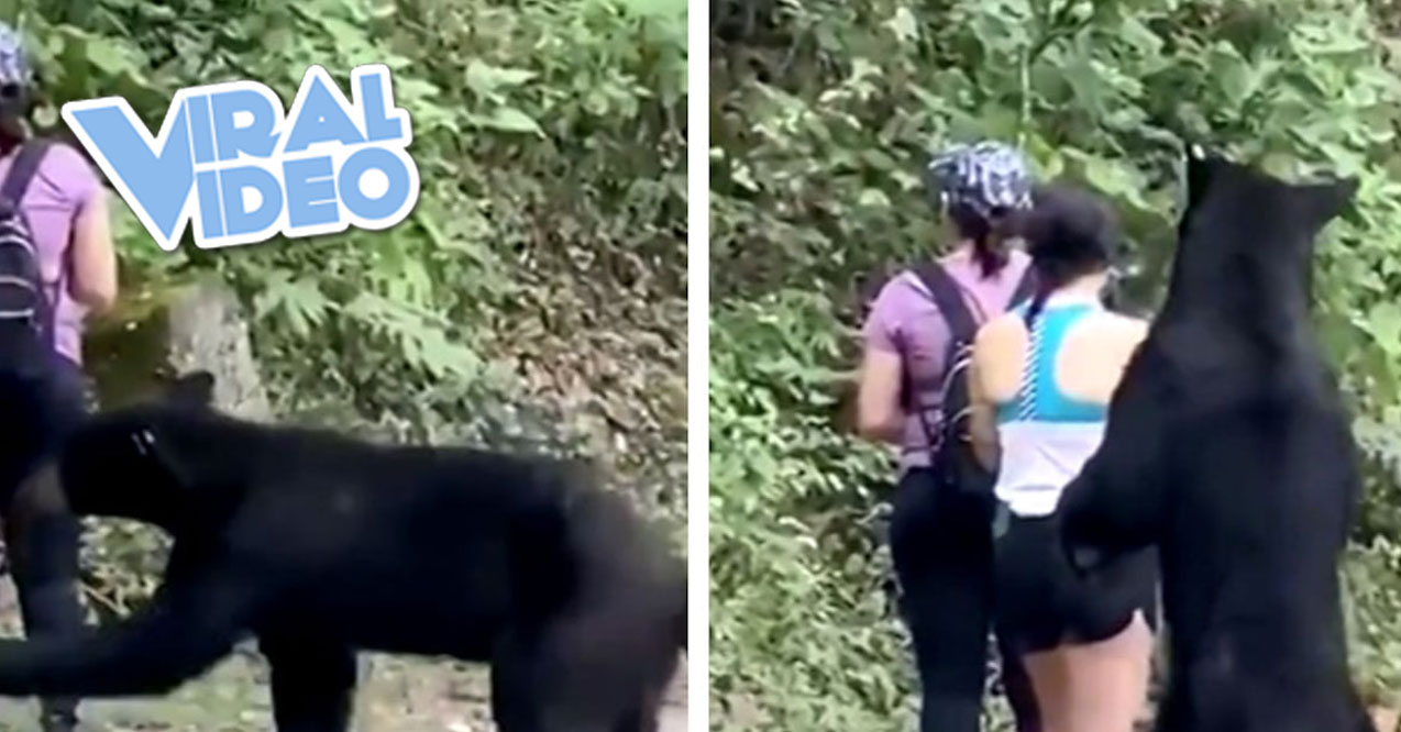 Viral Video: Woman Takes a Selfie with a Bear in the Wild