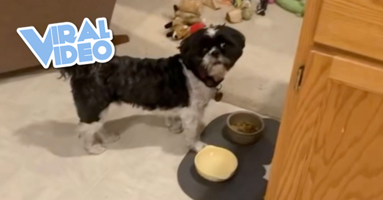 Viral Video: If your dog doesn’t like his dog food…
