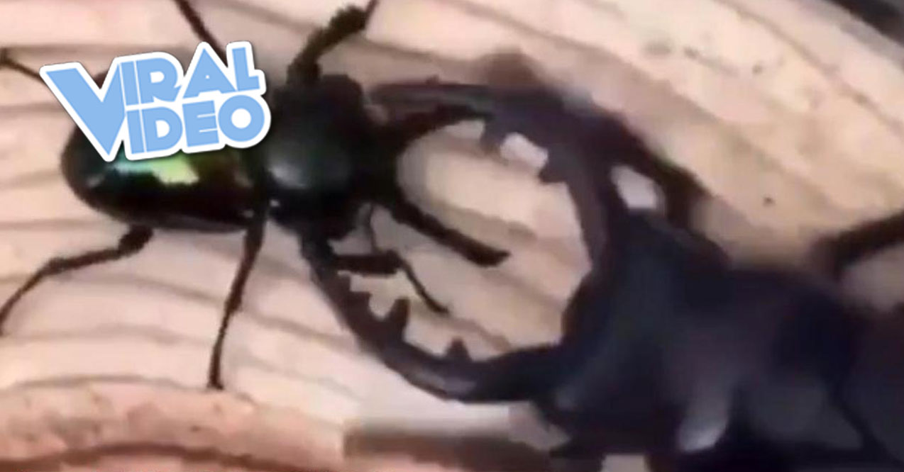 Viral Video: Battle Between a Robot Beetle & a Real Beetle