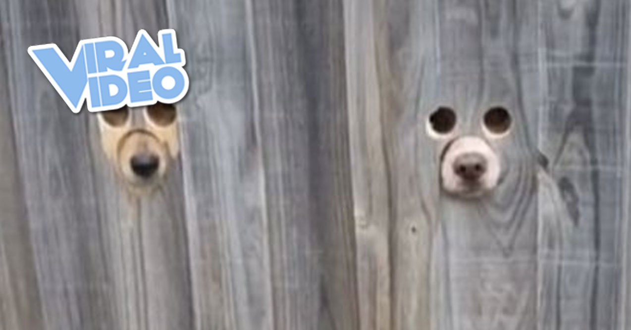 Viral Video: Doggy Eye & Snout Holes