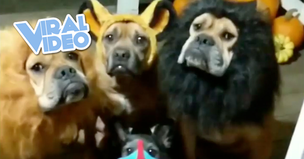Viral Video: Trick-Or-Treating Dogs