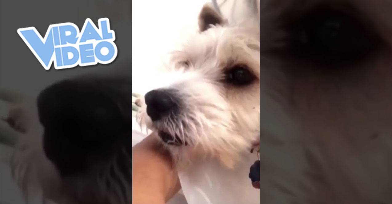 Viral Video: Does This Dog’s Side Glance Explain 2020, or What?