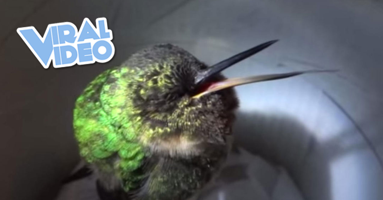 Viral Video: Snoring Hummingbird