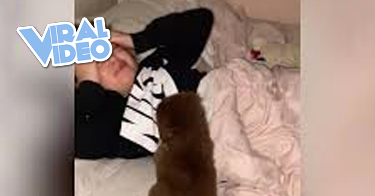 Viral Video: Daughter Wakes up to Puppy Surprise