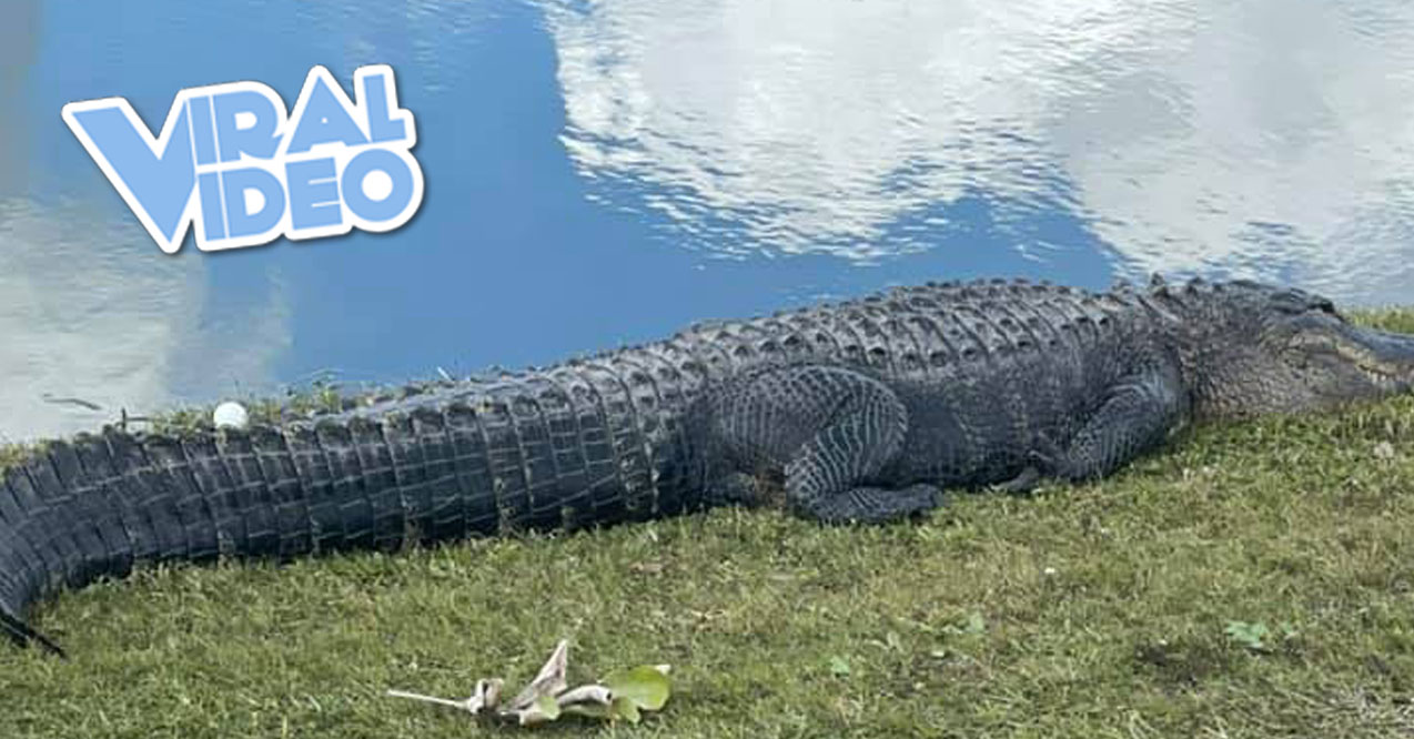 Viral Video: Watch a Florida Golfer Snatch His Ball Off an Alligator’s Tail
