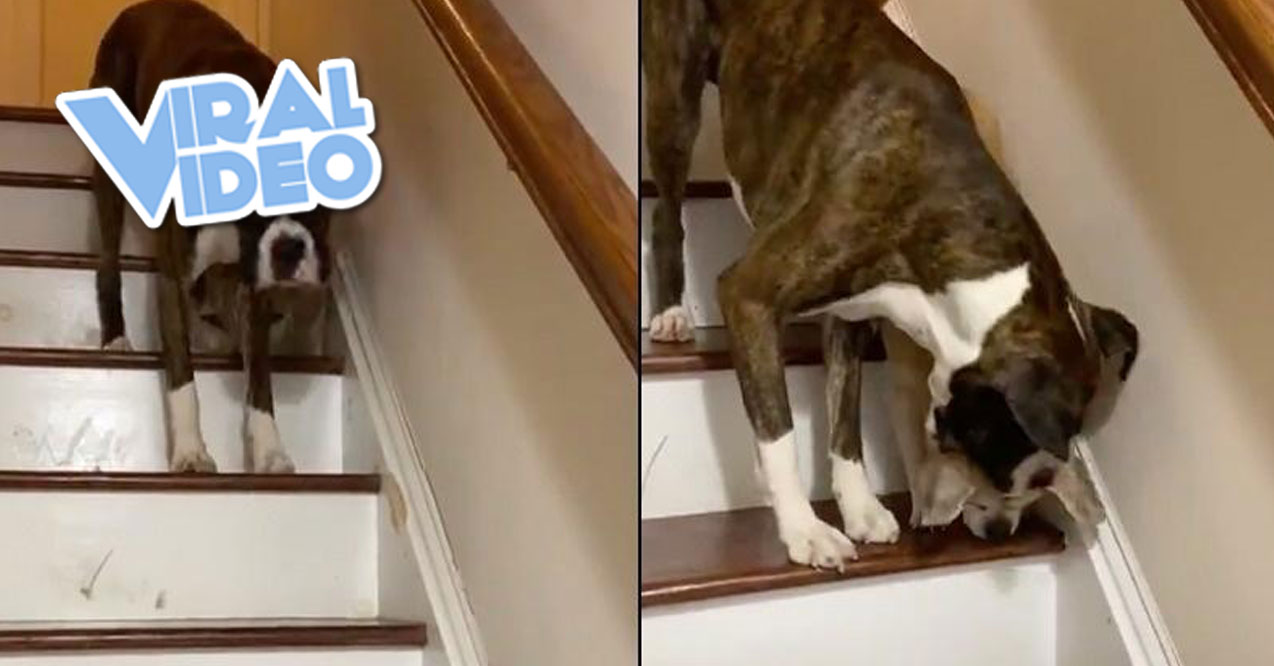 Viral Video: Dog helps blind puppy walk down the stairs