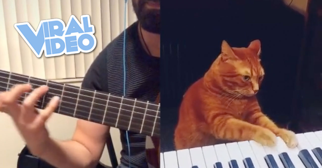 Viral Video: A Guitarist Duets with a Cat “Playing” Piano