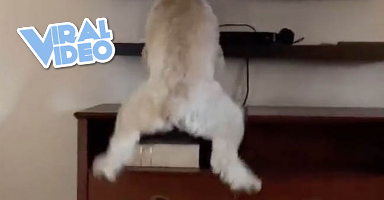 Viral Video: A Dog That Loves Watching Horse Racing on TV