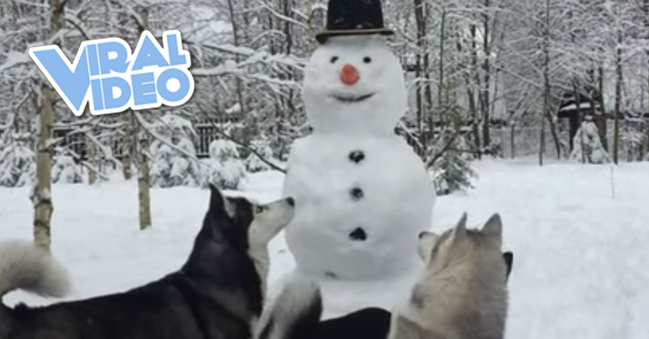 Viral Video: Husky Steals Snowman’s Carrot