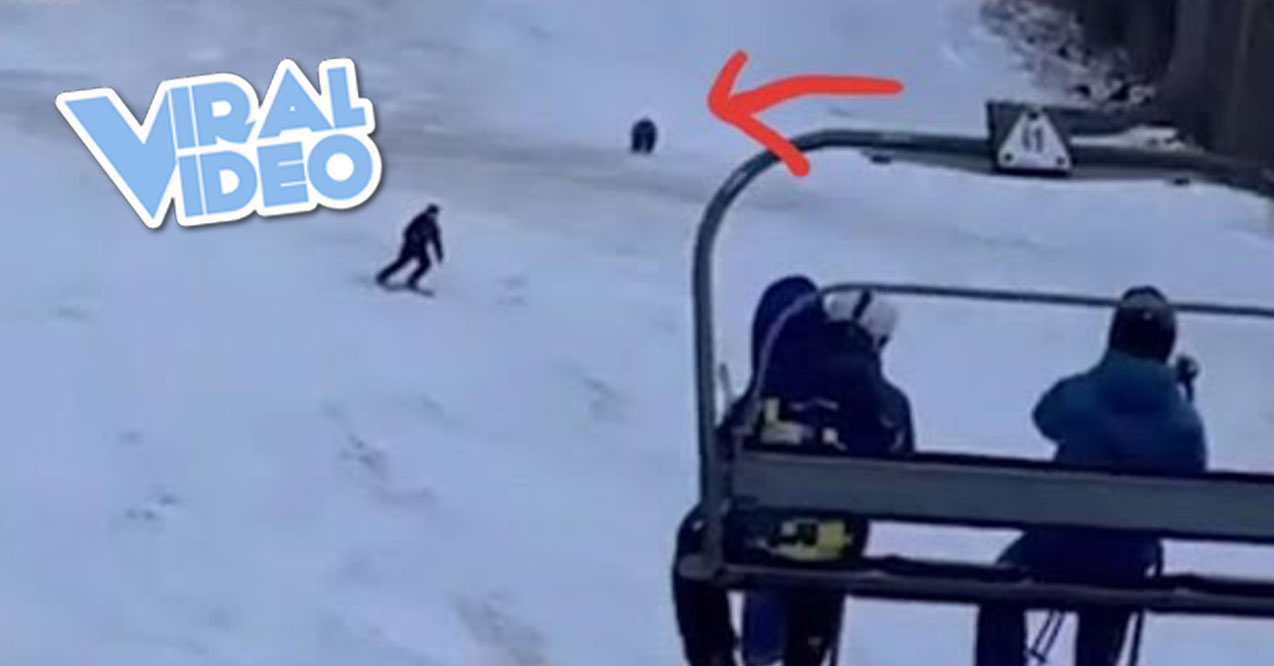 Viral Video: Bear Chases Skier