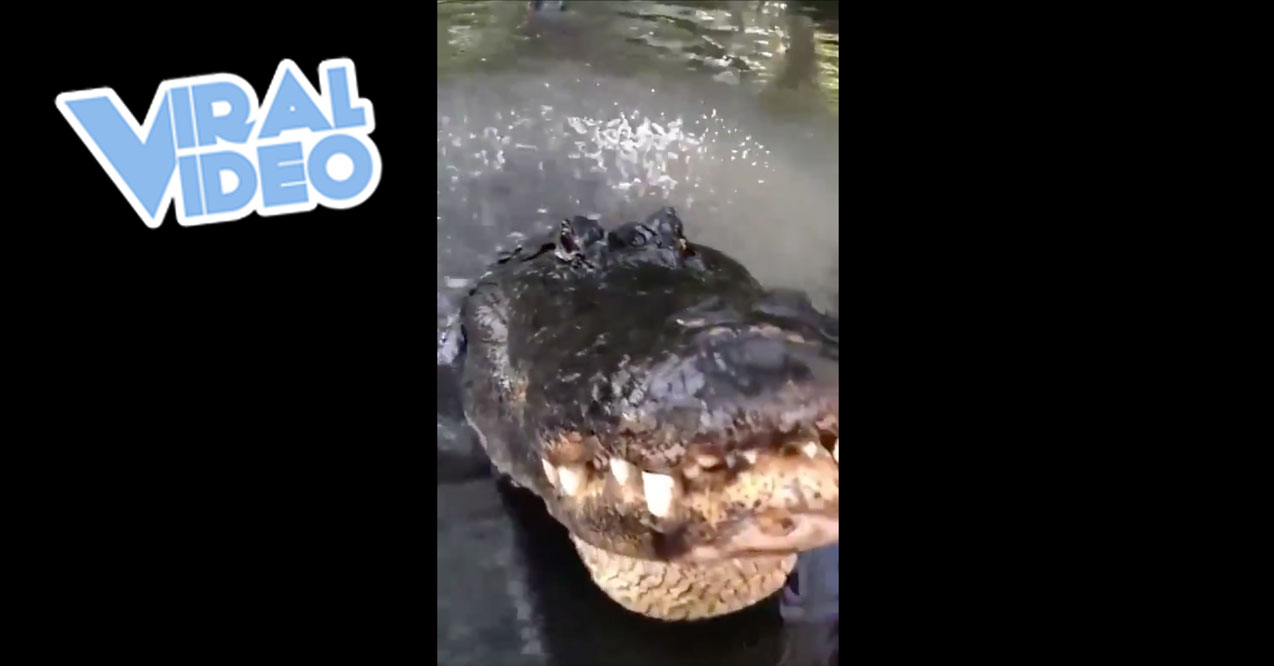 Viral Video: Let’s Get Uncomfortably Close to an Alligator