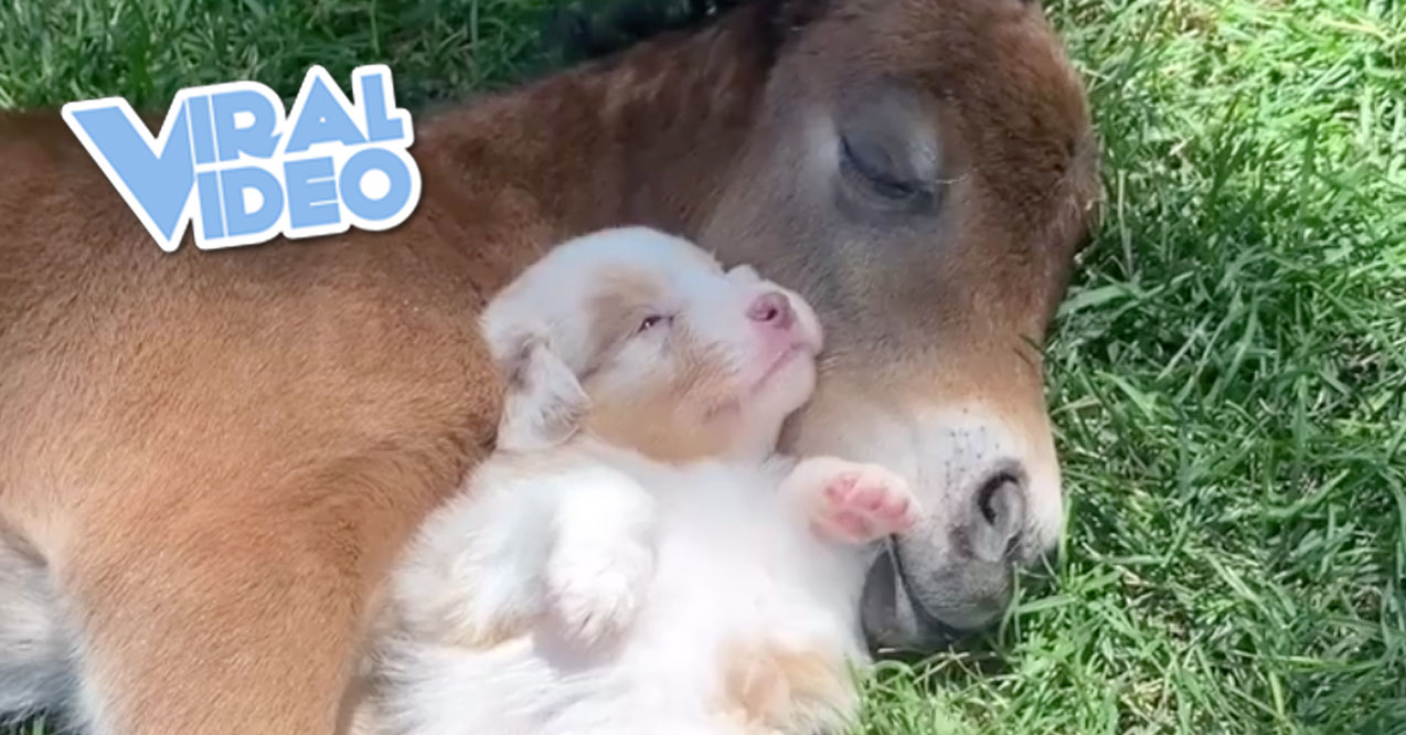 Viral Video: Taking a Nap With a Baby Horse